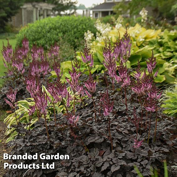 Astilbe 'Dark Side of the Moon'