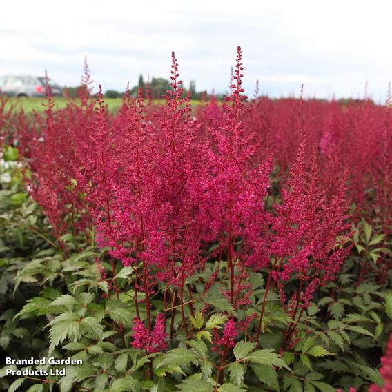 Astilbe japonica 'Elisabeth van Veen'