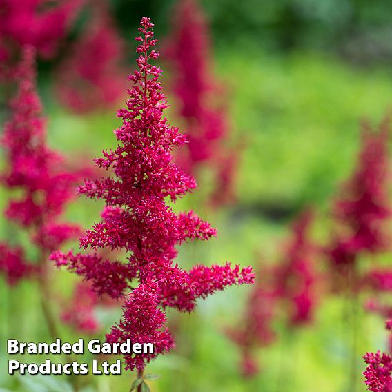 Astilbe chinensis 'Hot Pearls'