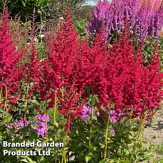 Astilbe Red