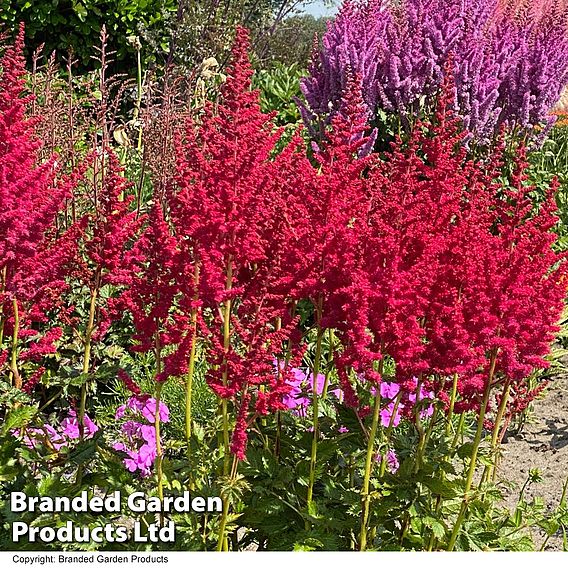 Astilbe chinensis 'Pearl' Collection