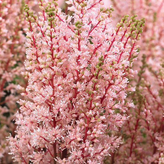 Astilbe x arendsii 'Look at Me'