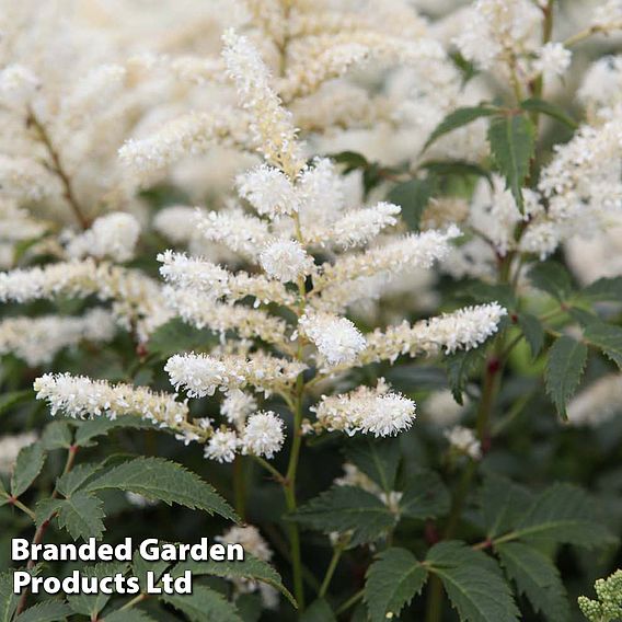 Astilbe japonica 'Washington'