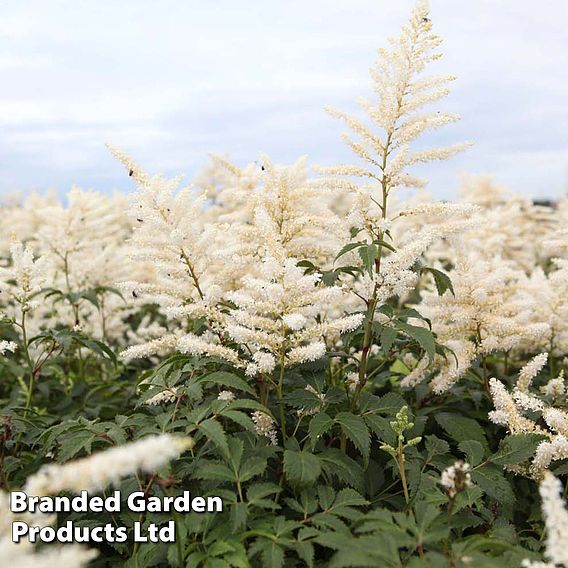 Astilbe japonica 'Washington'