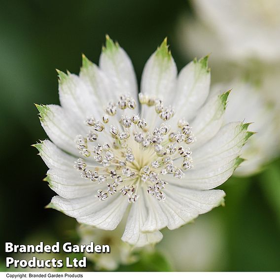 Astrantia major