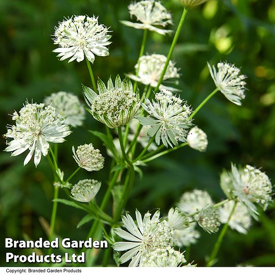 Astrantia major