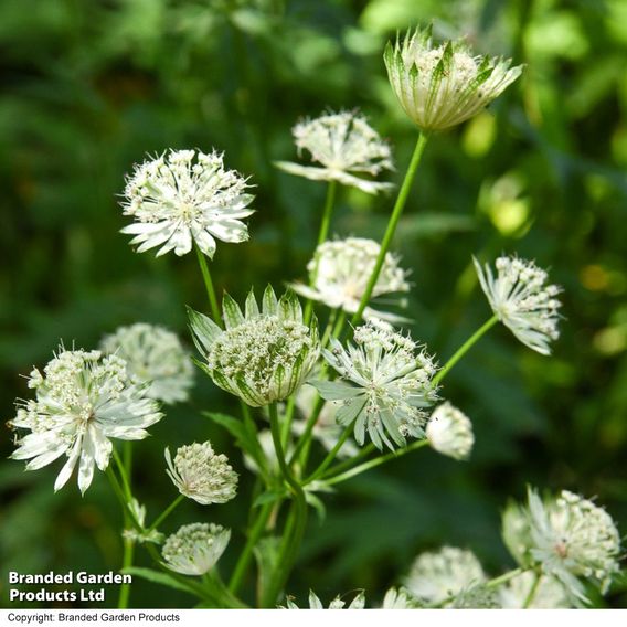 Astrantia major