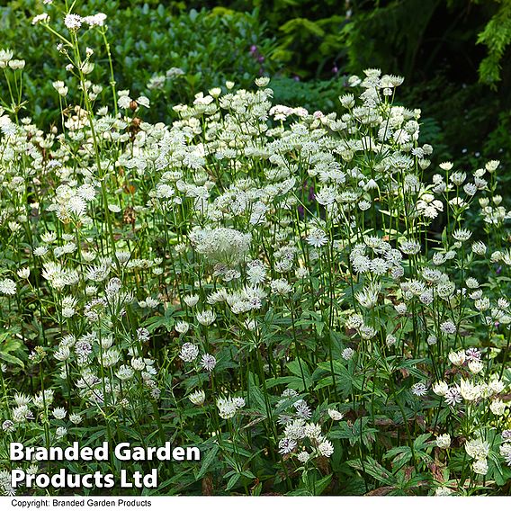 Astrantia major