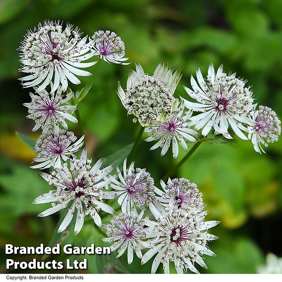 Astrantia major