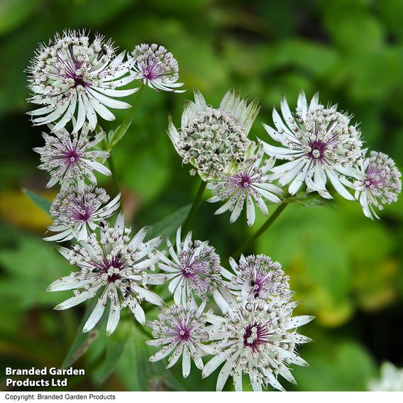 Astrantia major