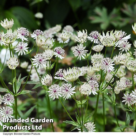 Astrantia major