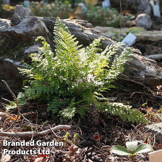 Athyrium otophorum var. 'Okanum'