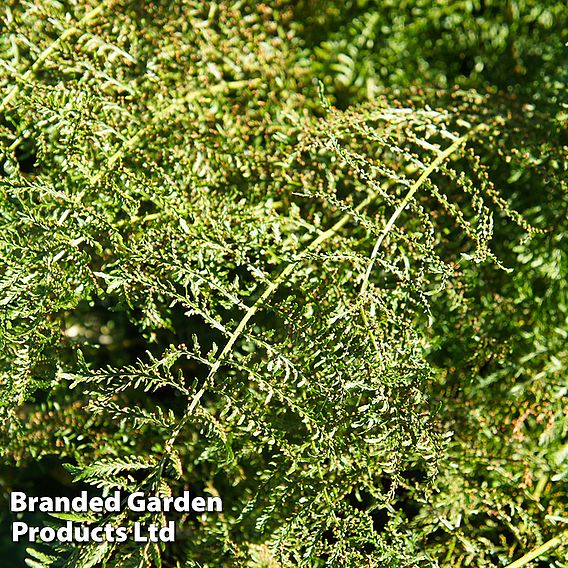 Athyrium filix-femina 'Victoriae'