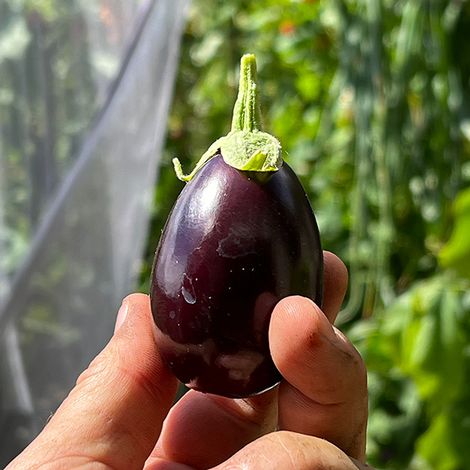 Aubergine 'Baby Black Jack' F1 - Seeds