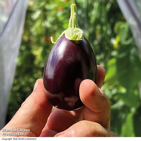 Aubergine 'Baby Black Jack' F1 - Seeds