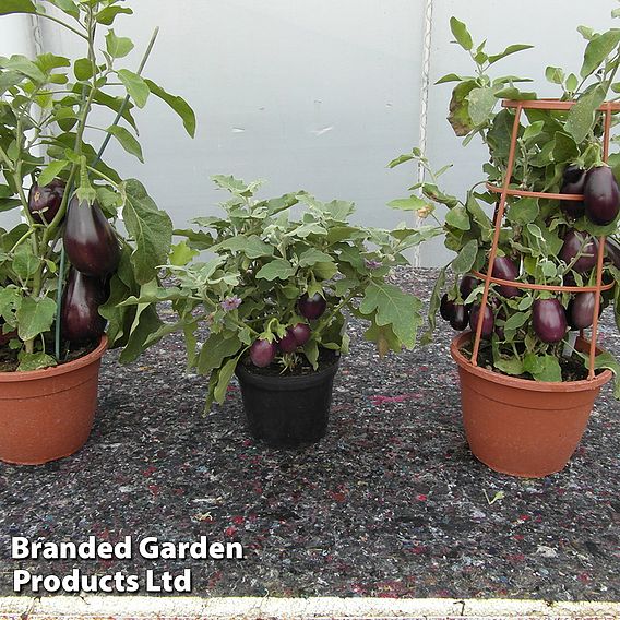 Aubergine 'Baby Black Jack'