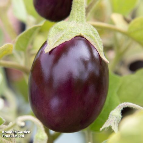 Aubergine 'Baby Black Jack' F1 - Seeds