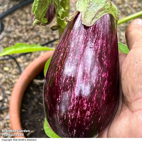 Aubergine 'Graffiti' (Grafted)