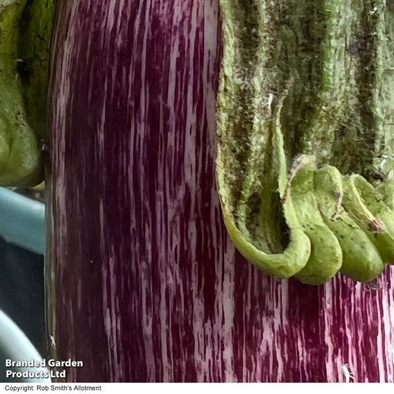 Aubergine 'Graffiti' (Grafted)