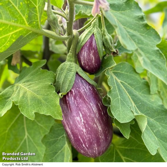 Aubergine 'Graffiti' (Grafted)