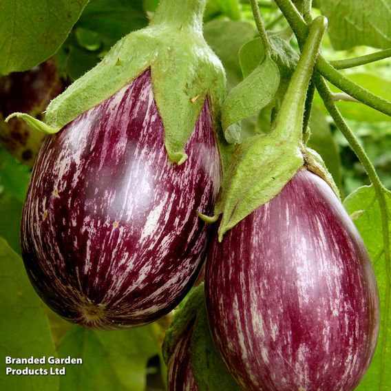 Aubergine 'Graffiti' (Grafted)