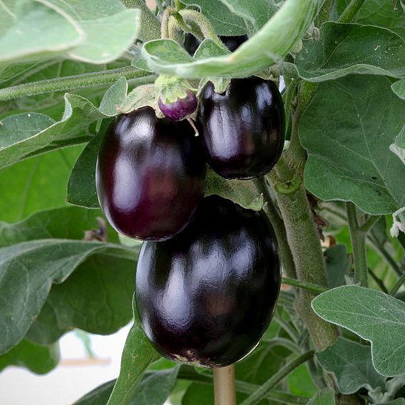 Aubergine 'Jackpot'