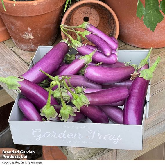 Aubergine 'Violet Knight' F1 - Seeds