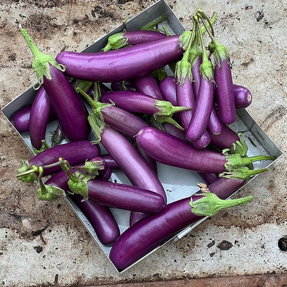 Aubergine 'Violet Knight' F1 - Seeds