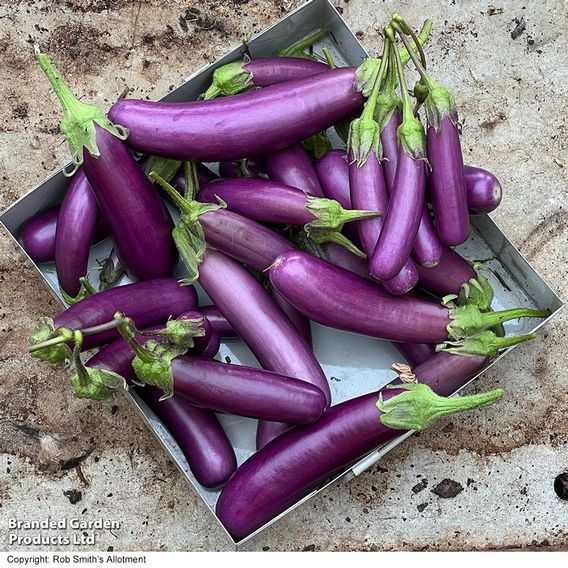 Aubergine 'Violet Knight' F1 - Seeds