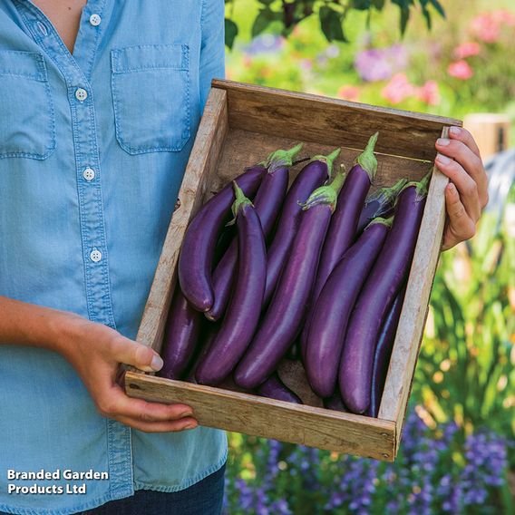 Aubergine 'Violet Knight' F1 - Seeds