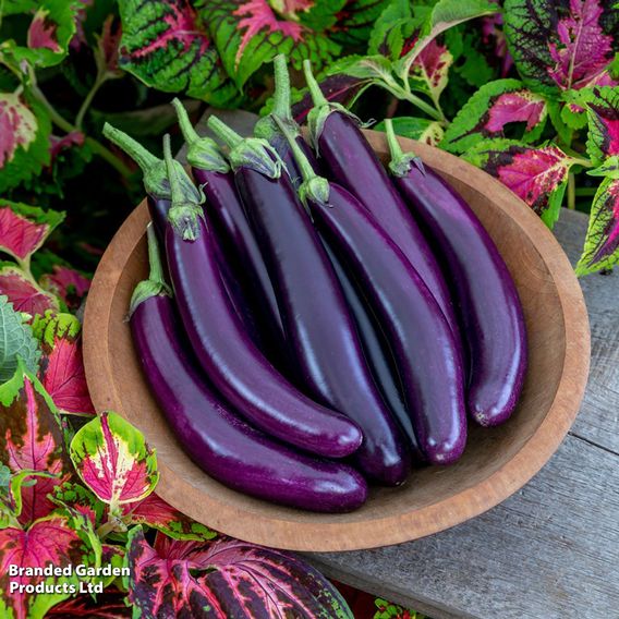 Aubergine 'Violet Knight' F1 - Seeds