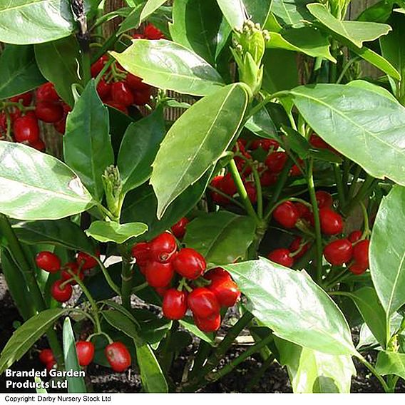 Aucuba japonica 'Rozannie'