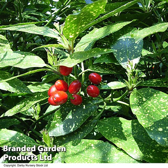 Aucuba japonica 'Variegata'