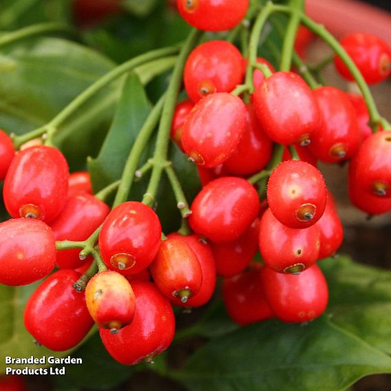 Aucuba japonica 'Rozannie'