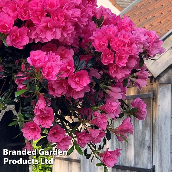 Azalea cascadula 'Bright Fuchsia'