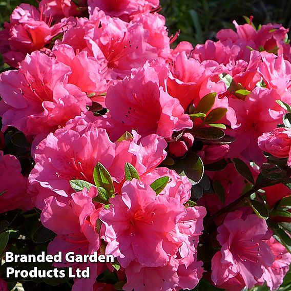 Rhododendron 'Chipmunk' (Azalea Group)