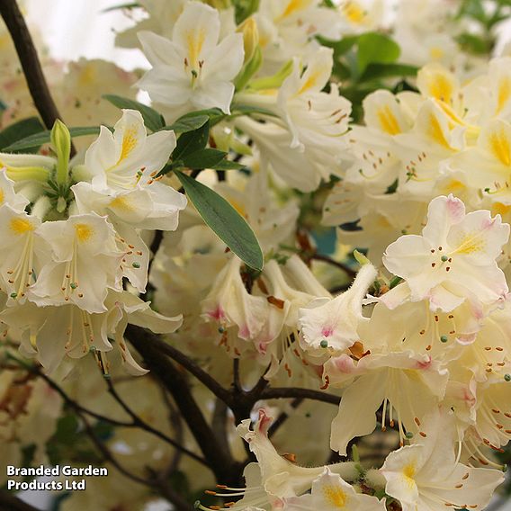 Azalea 'Daviesii'