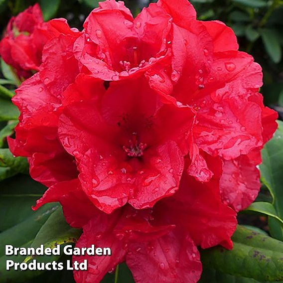 Rhododendron 'Dopey'