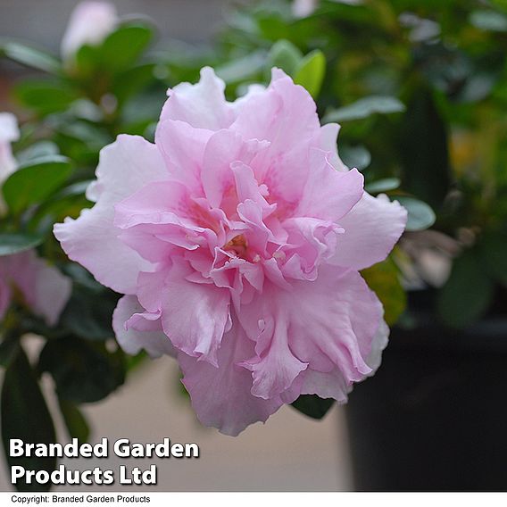 Rhododendron 'Betty Anne Voss' (Azalea Group)