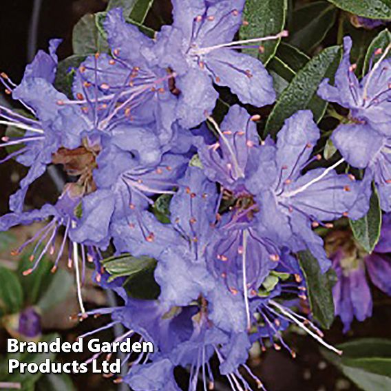 Rhododendron 'Night Sky'