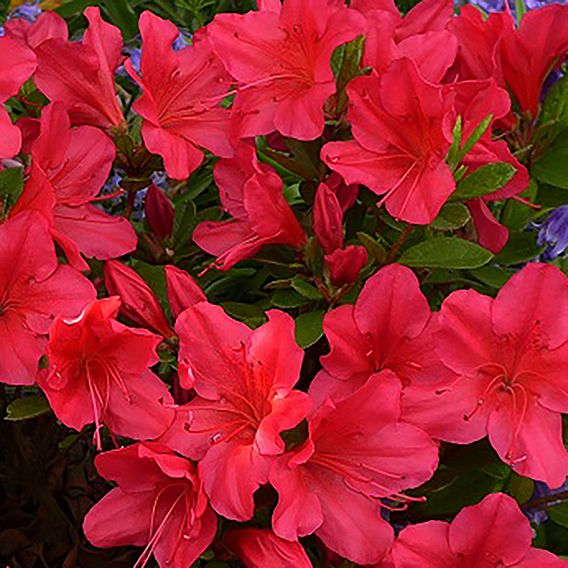 Rhododendron 'Nico' (Azalea Group)