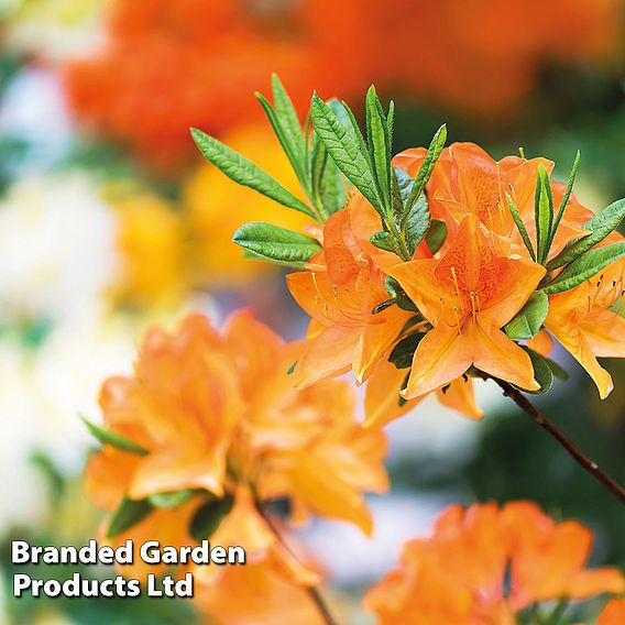 Azalea 'Golden Eagle'