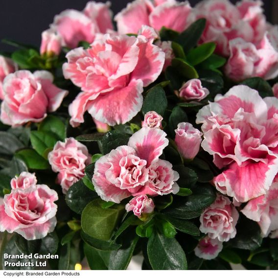 Azalea 'Pink & White Bicolour'