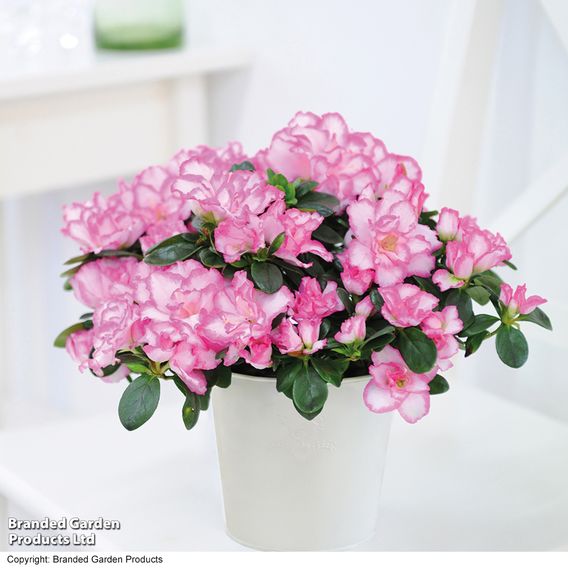 Azalea 'Pink & White Bicolour'