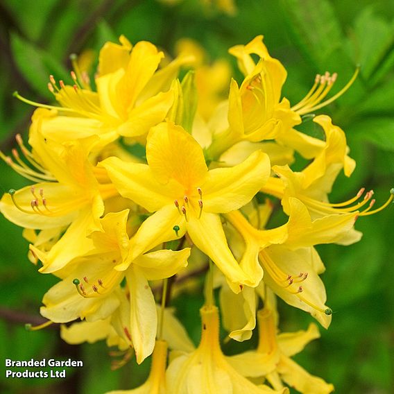 Rhododendron luteum