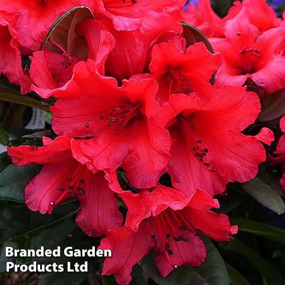 Rhododendron 'Titian Beauty'