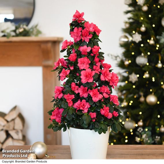 Azalea Pyramid Tree