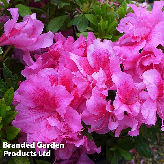 Rhododendron 'Wombat' (Azalea Group)