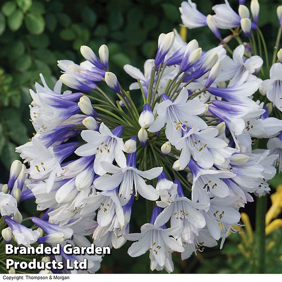 Agapanthus Duo Collection