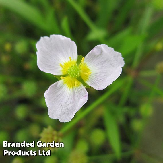 Baldellia ranunculoides (Marginal Aquatic)